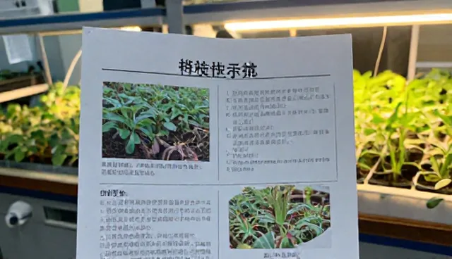 农产品种苗供应选型关注点的检查要点