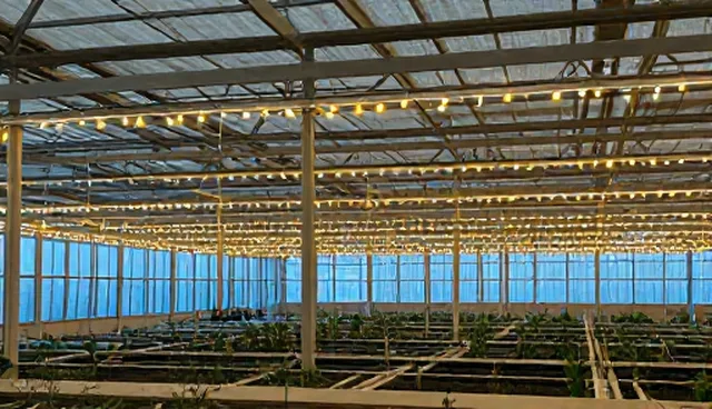 个性化康复计划在实际应用中的性能边界与使用条件分析