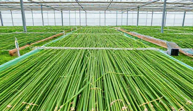 技术开发中常见误区及使用维护建议