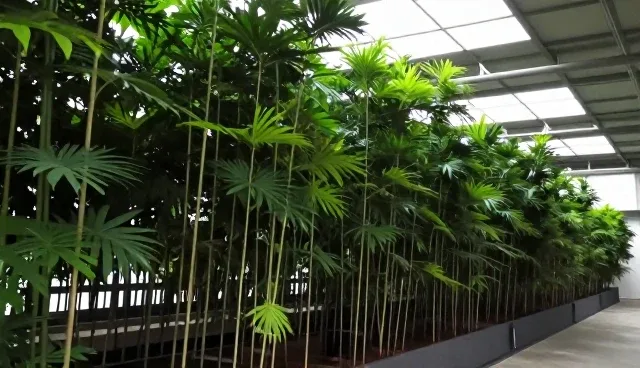 种苗选型中的关键考量因素与实际应用