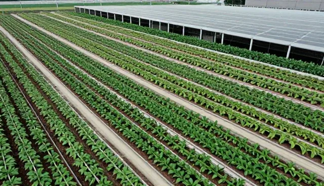 技术外包的检查要点与性能适用条件分析