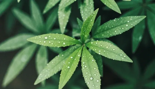 网站访问延迟如何影响用户体验