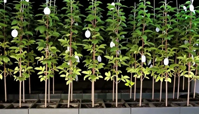 如何根据实际需求选择合适的渠道供货方案