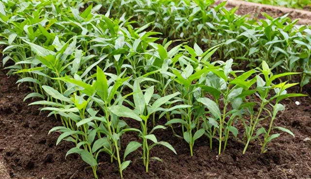 种植技术选型需核对哪些关键点