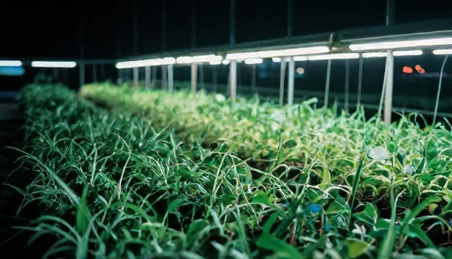 土壤盐碱化问题应对策略与种苗种植实践
