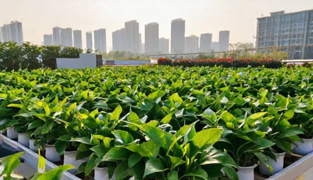 企业绿化规划如何通过植被搭配提升整体效果