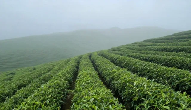 核对清单：雾峰绿茶应用场景选择要点