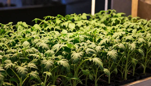 农产品种植中土壤问题如何影响产量？