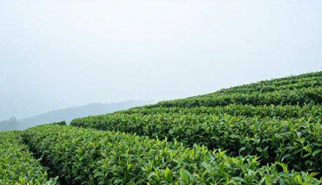高山茶叶订单农业的适用条件与选择依据
