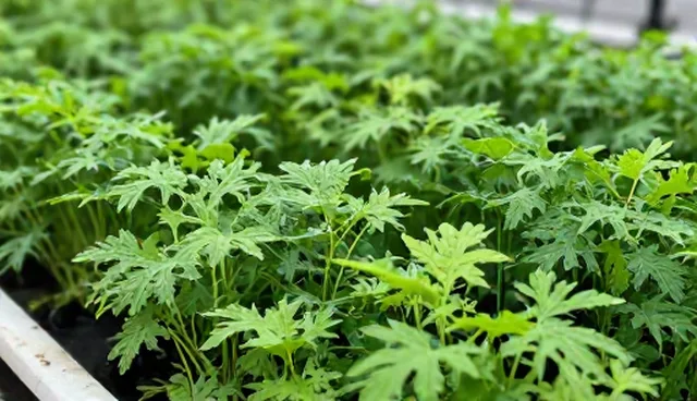 生态农业背景下种苗维护方法的优化路径