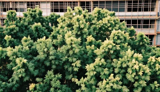 数据安全系统开发中的精益求精实践