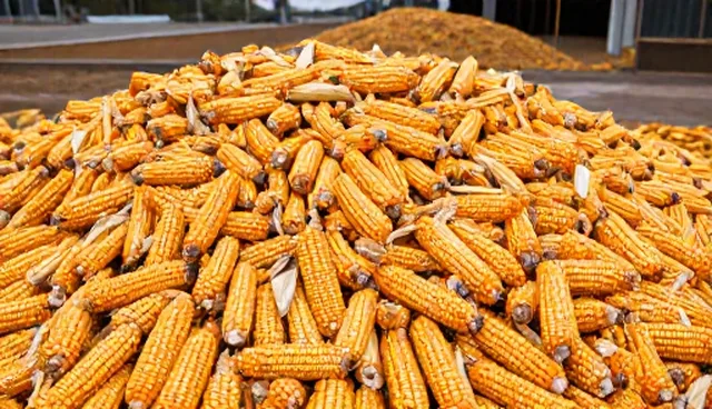 粮食仓储中湿度控制如何应对多变环境
