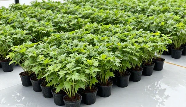 优质种苗套装使用与维护建议：涵盖种苗供应的关键要点