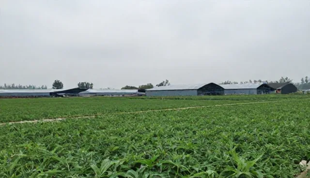 影视策划中内容与性能的取舍策略