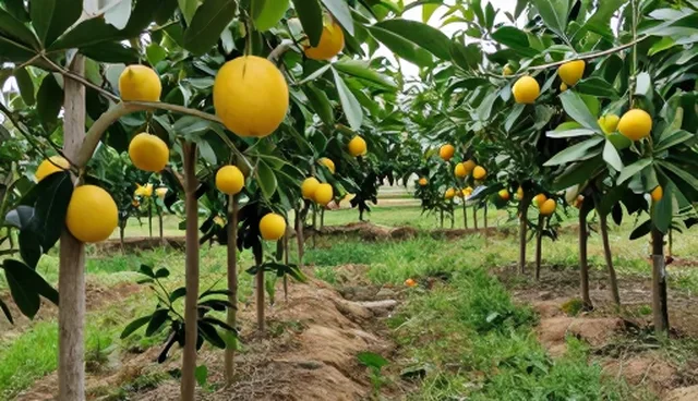农机渠道供货在基地合作中的实际应用与优化路径
