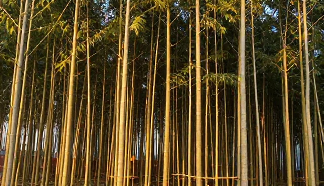 性能差异如何影响定制化方案的实际效果
