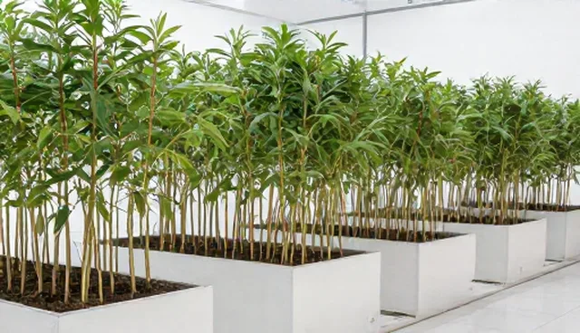 土壤改良在农业种植中的关键作用与应对策略