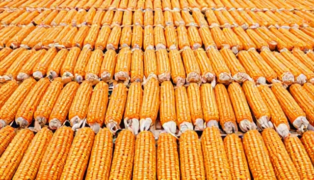 高产玉米种在农产品收购中的选型关注点
