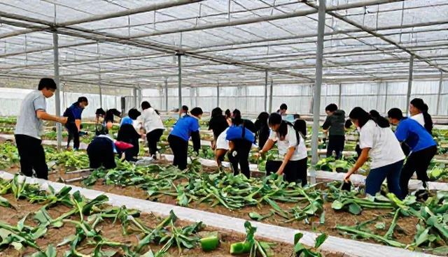 在线课程性能分析：素质拓展适用条件与优化策略