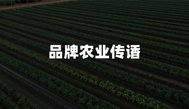 活动策划执行中平台算法的性能表现与适用场景分析