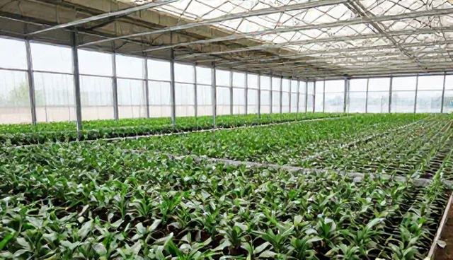 高效种苗选型中的基地合作关键要素分析