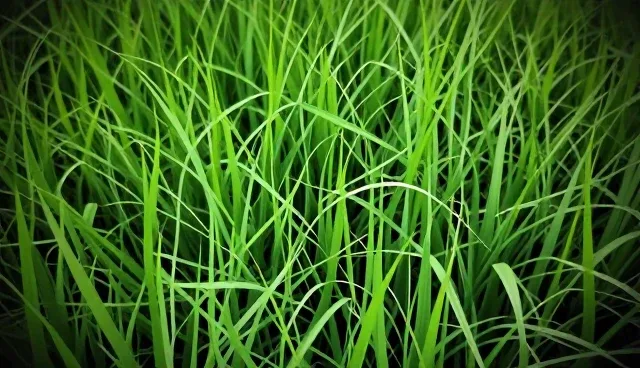 电商运营中带宽管理的优化策略