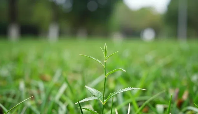 技术实施中方案设计的性能问题及优化方向