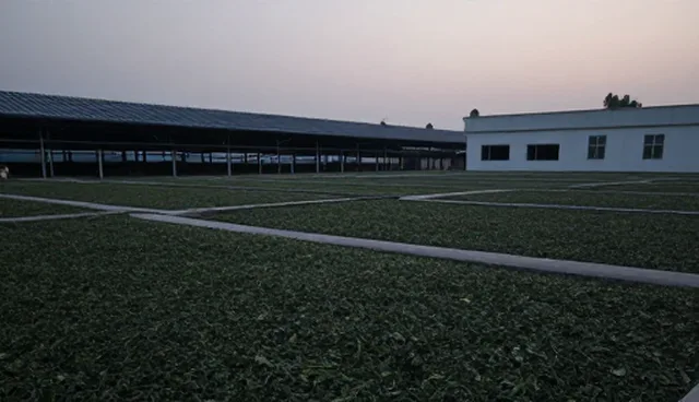 茶叶加工成品的使用与维护建议