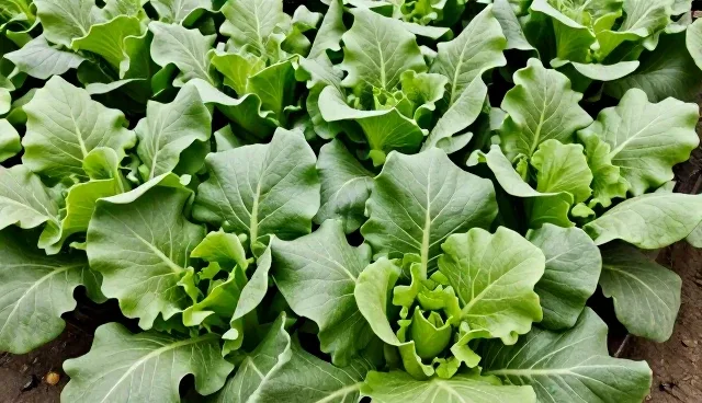有机蔬菜种苗选型中的技术考量与实际应用