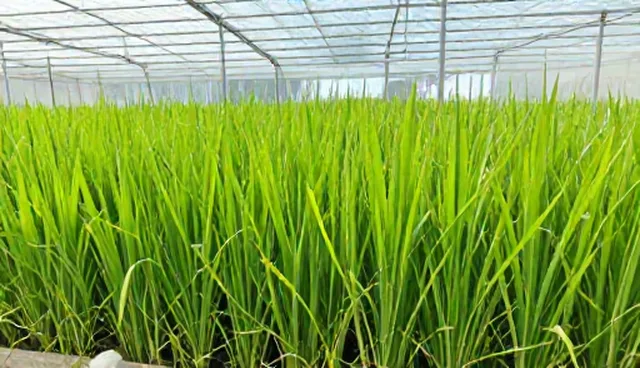 种植风险防控的五大检查要点分析