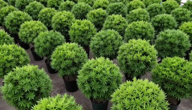 种植技术指导如何拓展渠道供货路径