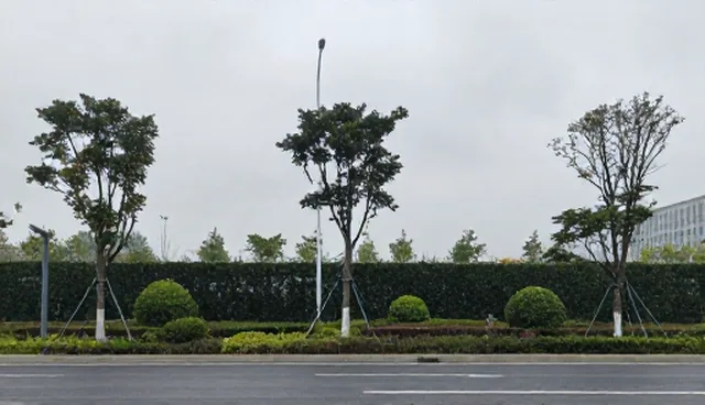 消杀工作检查要点提升清洁效率
