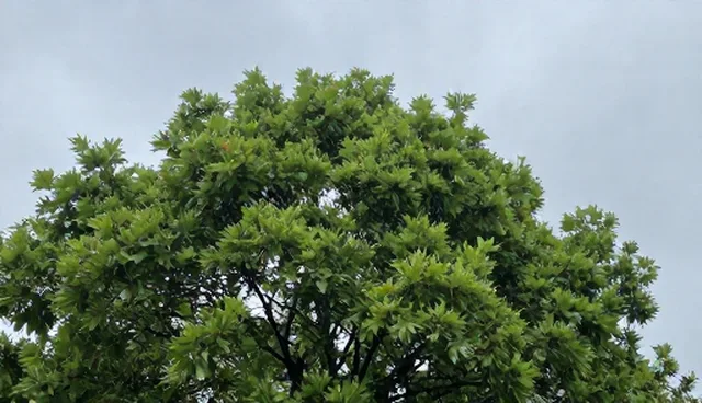 软件开发定制中的选型关注点及常见误区澄清