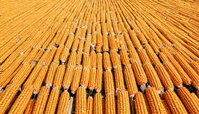 农业咨询选型关注点：5个检查要点确保业务发展
