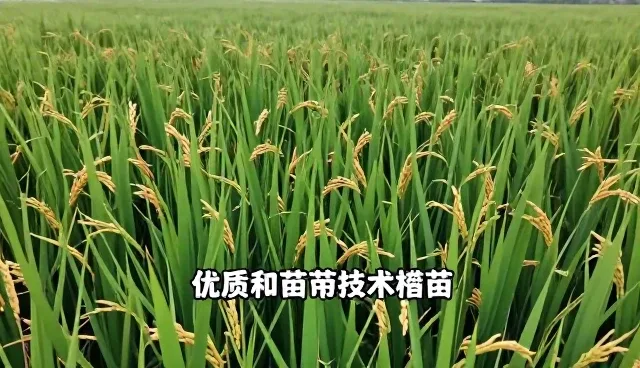 优质水稻种苗选型关注点与施肥管理要点