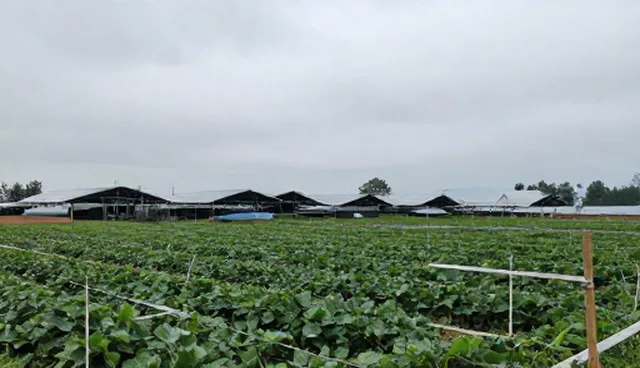 技术咨询服务中方案设计的理解误区与性能适用条件解析