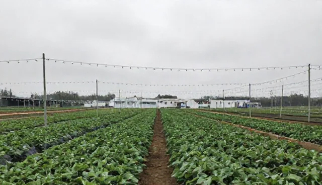 种植技术指导中土壤湿度检查的5大要点