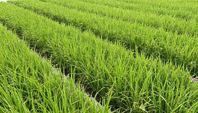 种苗种植过程中常见问题与维护建议