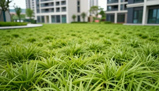 庭院造景中苗木养护的关键问题与处理建议