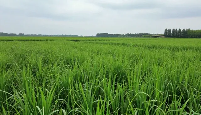 农业咨询在渠道供货中的应用与价值分析