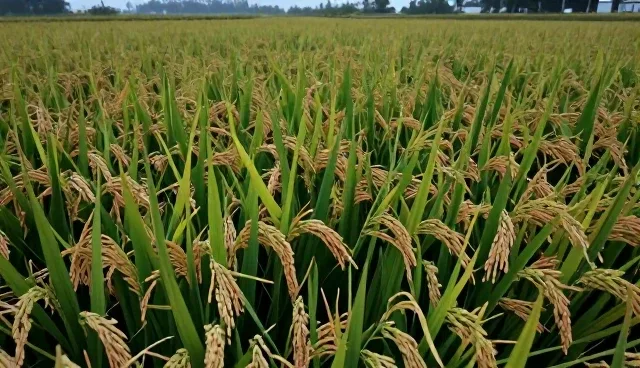 杂交水稻种子施肥管理关键环节解析