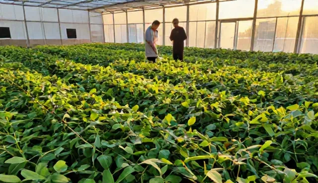 优质高产种苗在农村种植中的货源稳定性问题