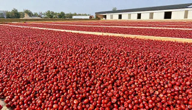 绿色种植中控品质的关键要素与实践路径