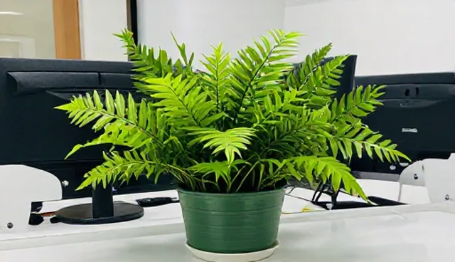定制开发服务使用与维护建议的对比分析