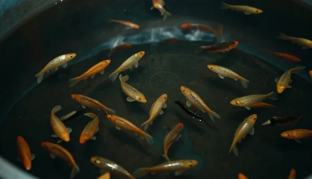 提升养殖效率，可靠性是关键