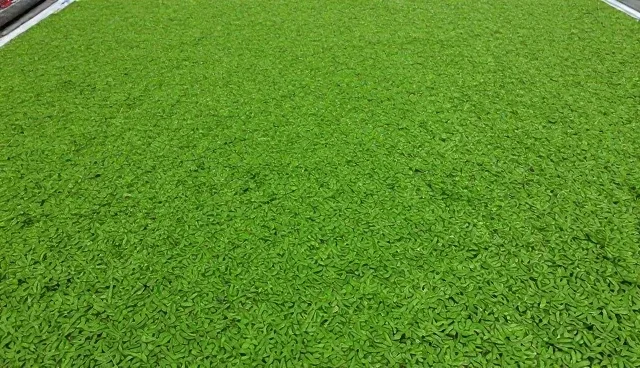 水质管理如何影响农产品加工效率