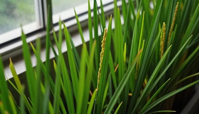 高产水稻种苗种植中的常见问题及应对策略