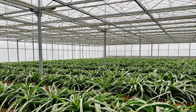账号代运营的性能表现与适用场景解析