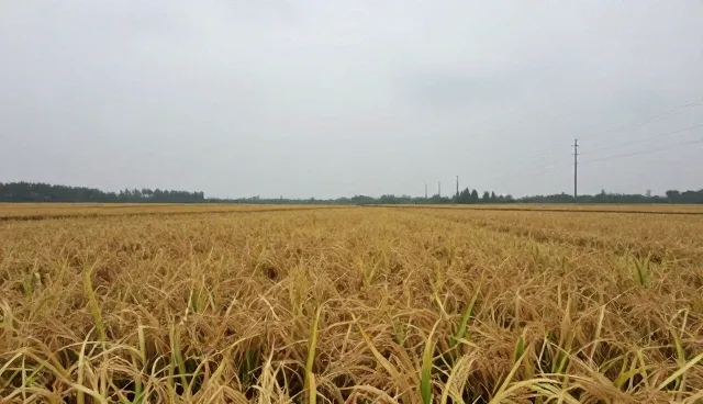 有机大米种植中的常见问题及科学应对策略