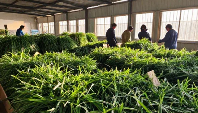 品种选择检查要点与种植技术指导
